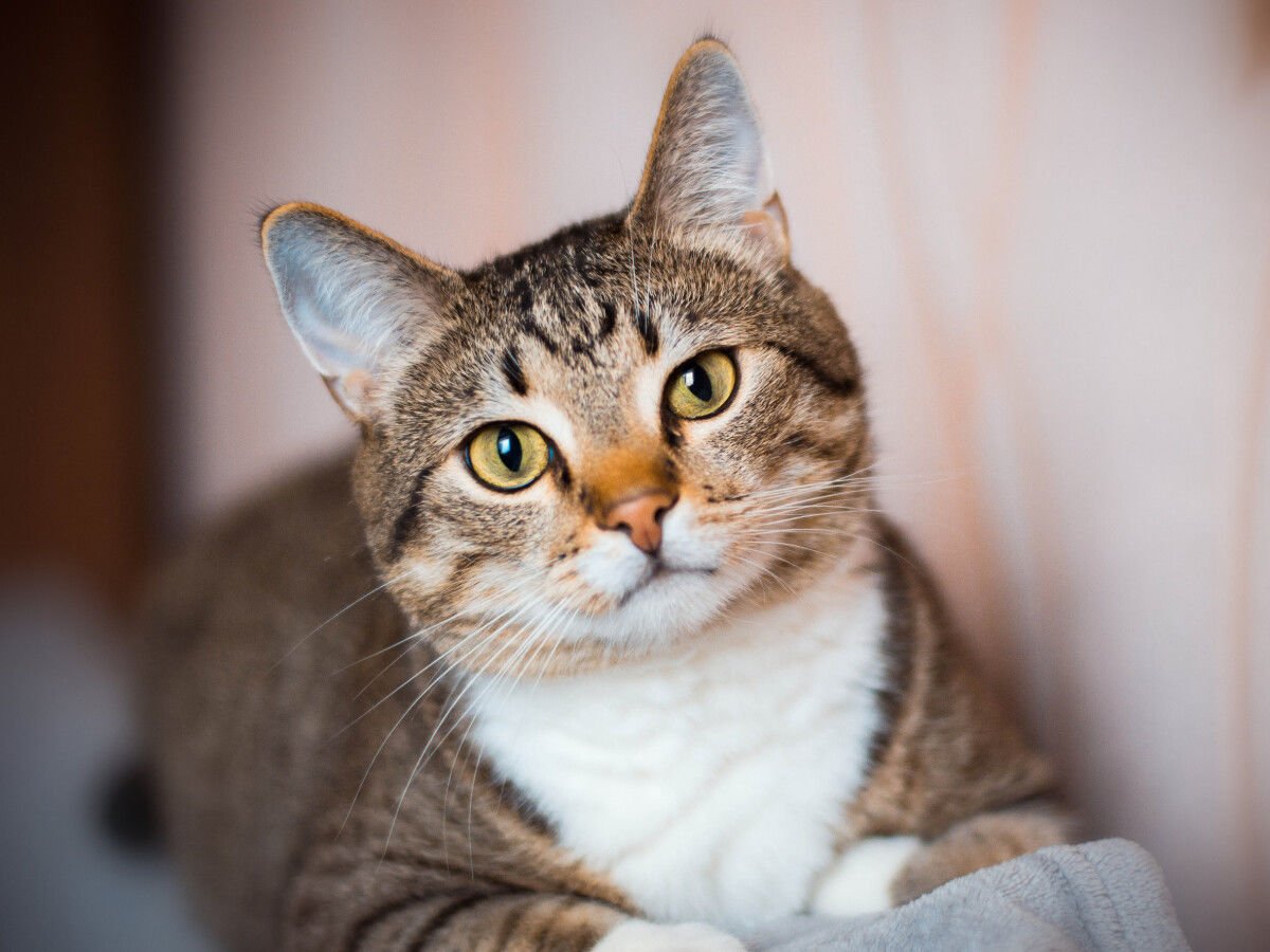 El día que el gato decidió domesticarnos: la fascinante historia evolutiva de un depredador solitario